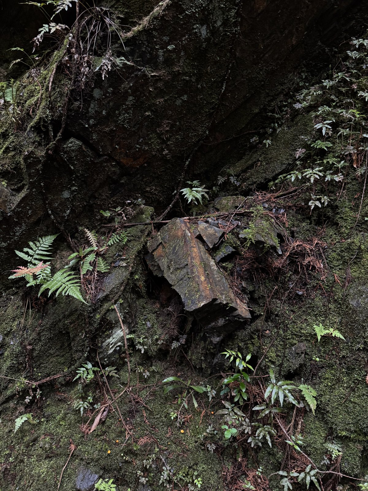 Roca y helechos en el bosque
