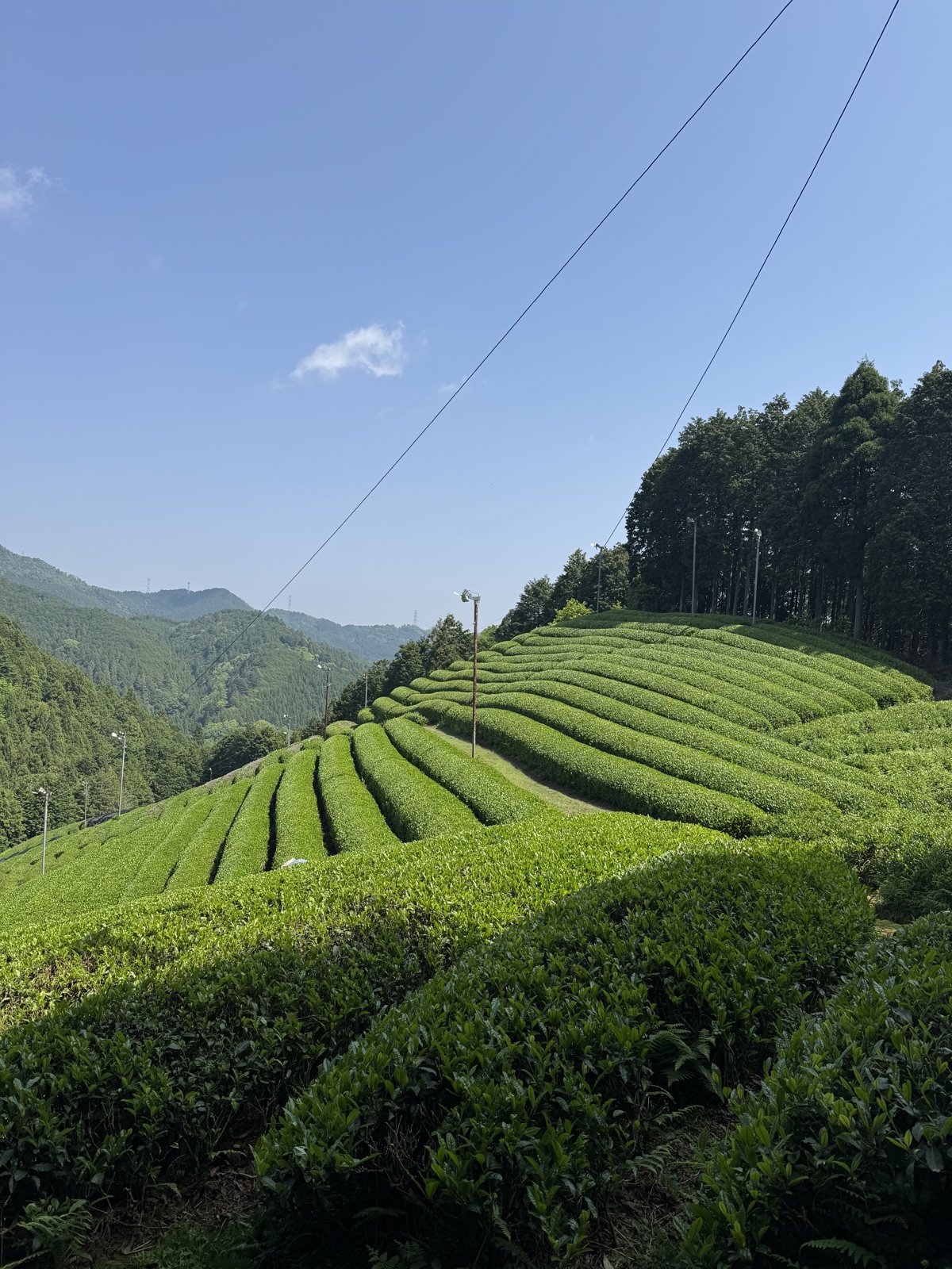 Plantación de té en Wazuka