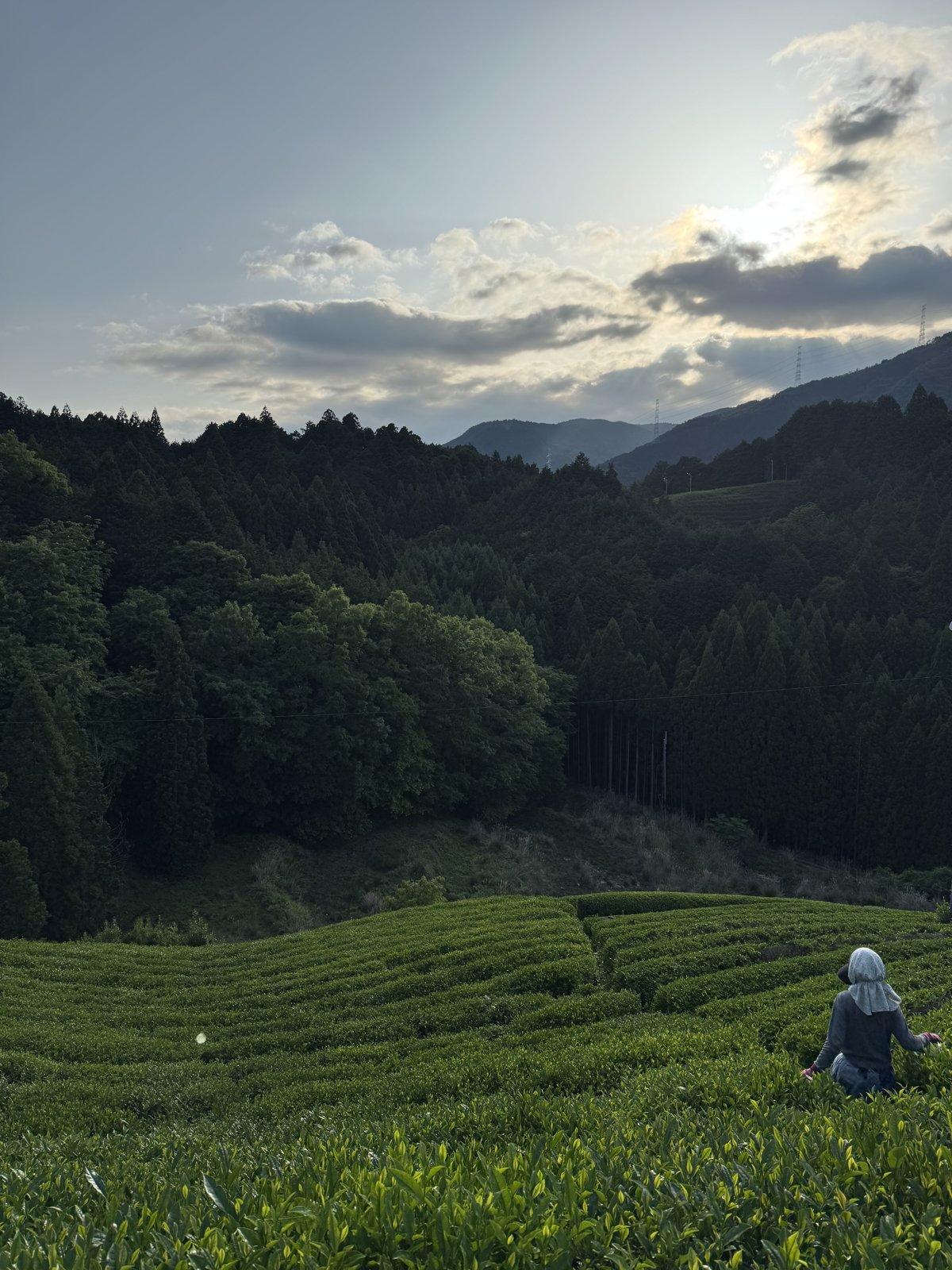 Cosecha de té al atardecer